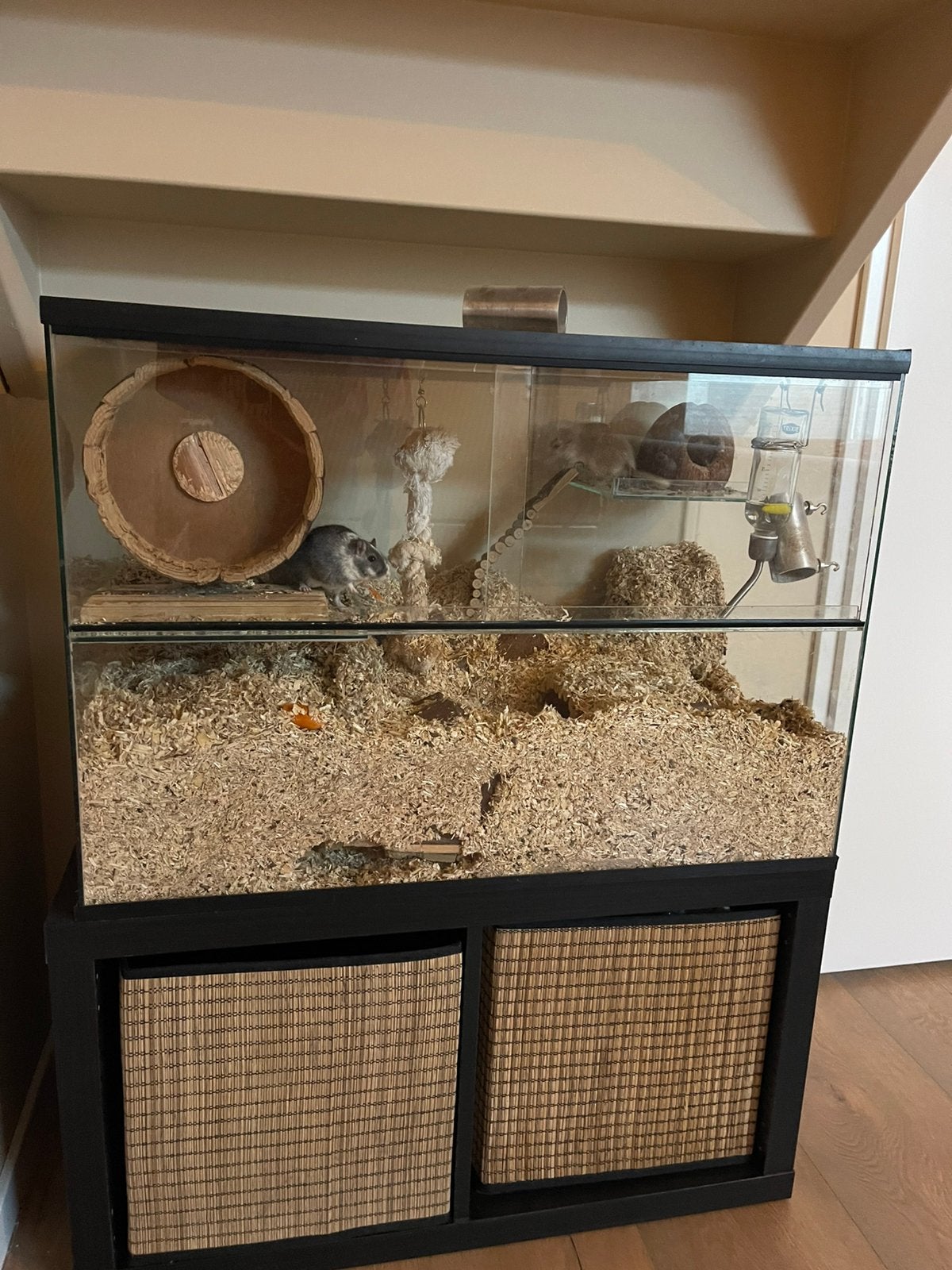 Gerbilarium met 2 Gerbils, Dieren en Toebehoren, Knaagdieren en Konijnen | Hokken en Kooien, Gebruikt, Overige typen, Minder dan 75 cm