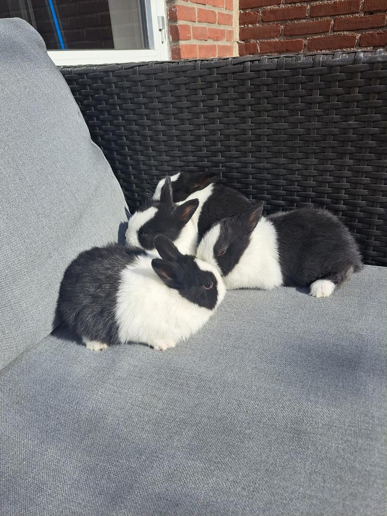 Jonge hollander konijntjes Mannetjes, Meerdere dieren, Klein, 0 tot 2 jaar