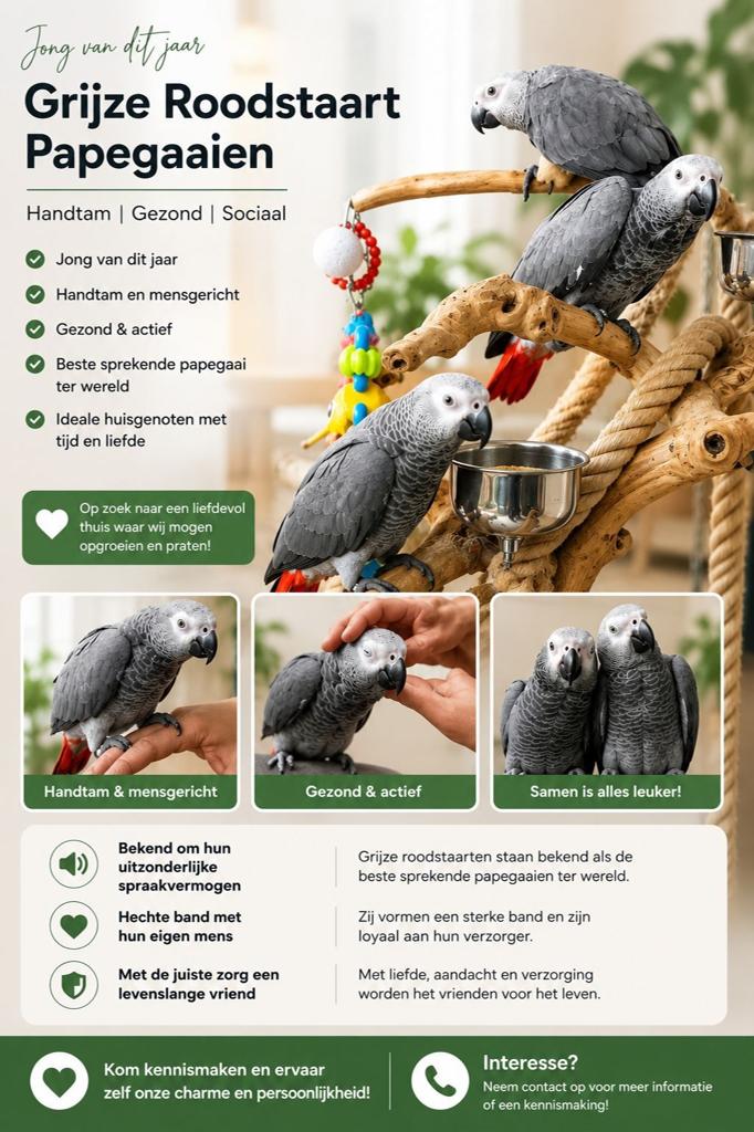 Tamme baby grijze roodstaart papegaaien met DNA en getest op, Dieren en Toebehoren, Vogels | Parkieten en Papegaaien, Meerdere dieren