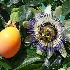 Blauwe passiflora caerulea stekjes OP=OP!, Tuin en Terras, Planten | Tuinplanten, Volle zon, Vaste plant, Ophalen of Verzenden