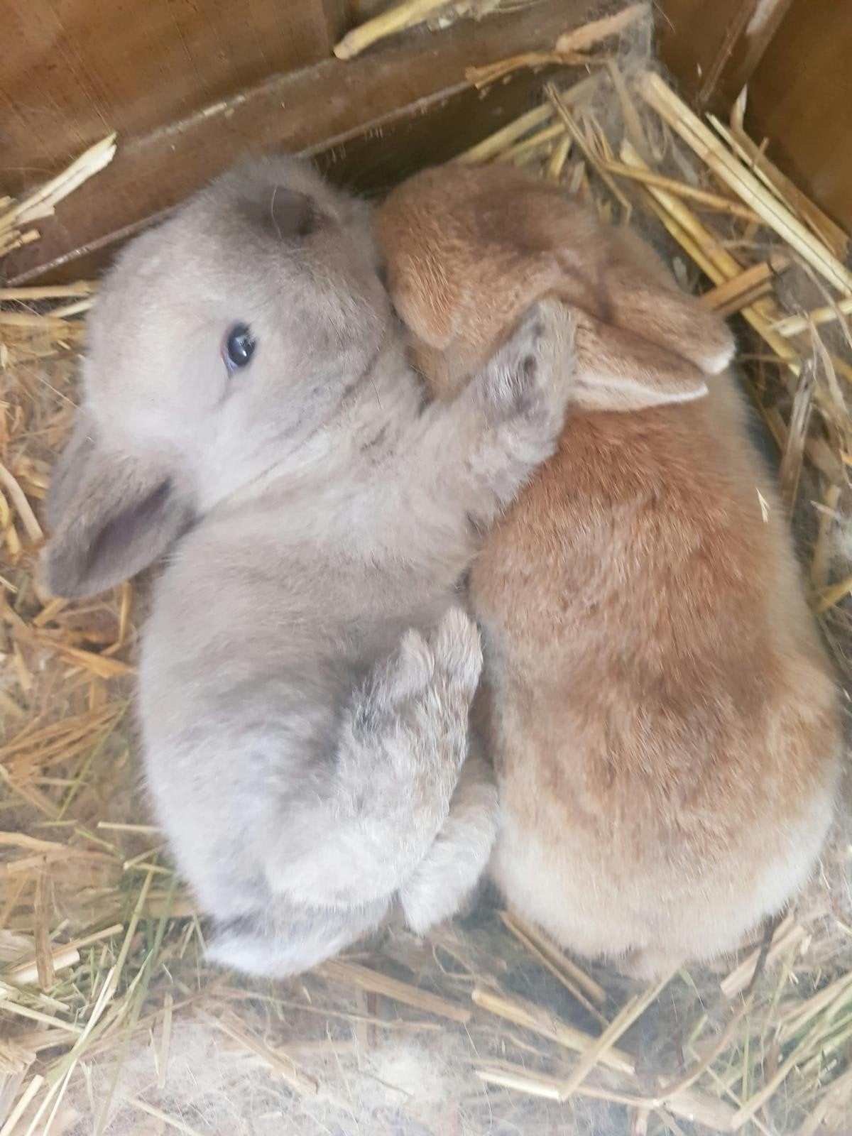 twee schattige baby dwergkonijntjes, Dieren en Toebehoren, Meerdere dieren, Dwerg