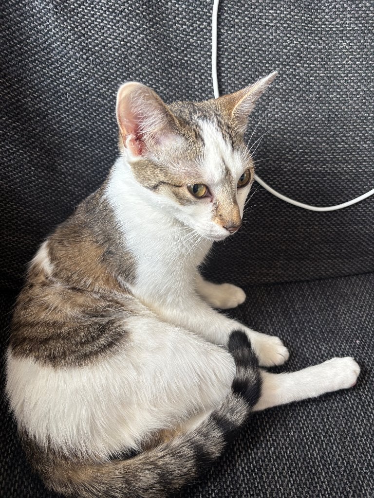 Kitten + elektrische kattenbak + katten bed + speelgoed, Dieren en Toebehoren, Katten en Kittens | Overige Katten, Poes, Kortharig