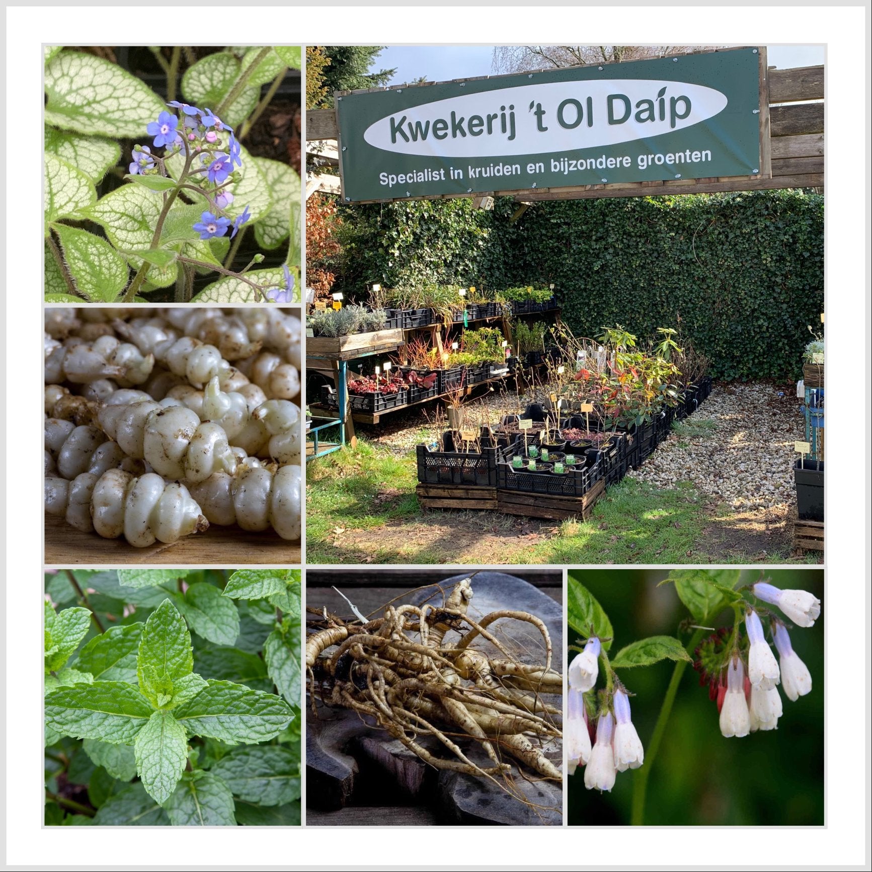 Selfservice plantenkraam kruiden, groenten, eetbaar goed., Ophalen, Volle zon