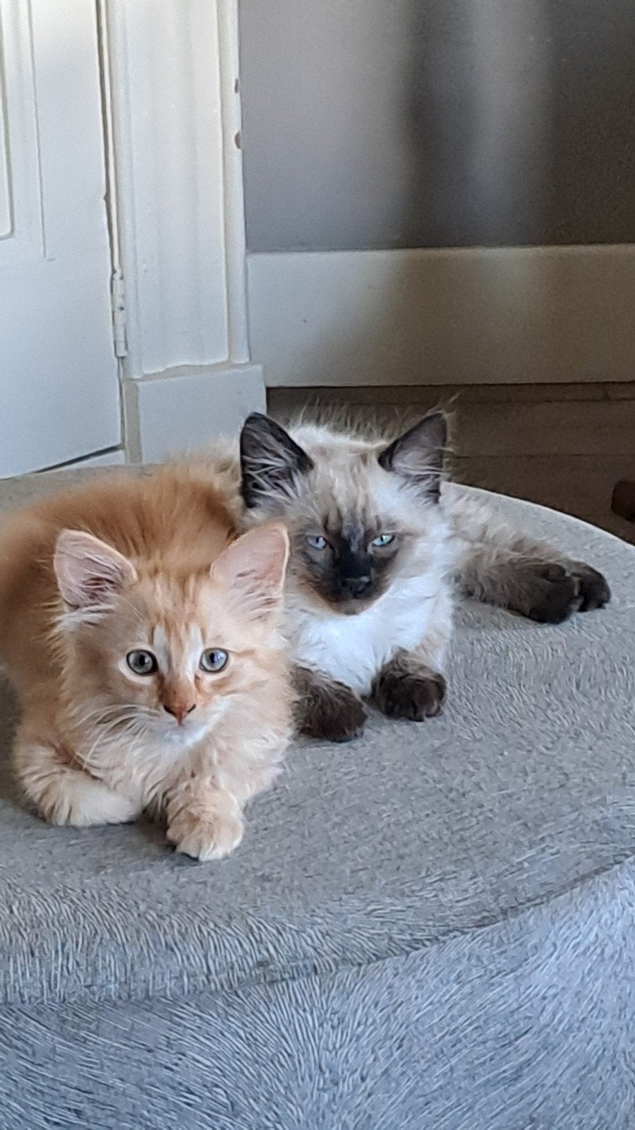 ragdoll kittens zoeken nieuw personeel, Dieren en Toebehoren, Meerdere dieren, 0 tot 2 jaar
