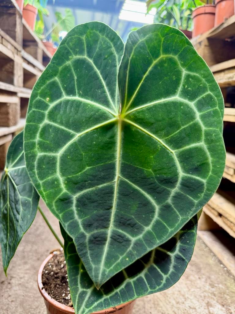 Anthurium clarinervium, Overige soorten, In pot, Minder dan 100 cm, Groene kamerplant