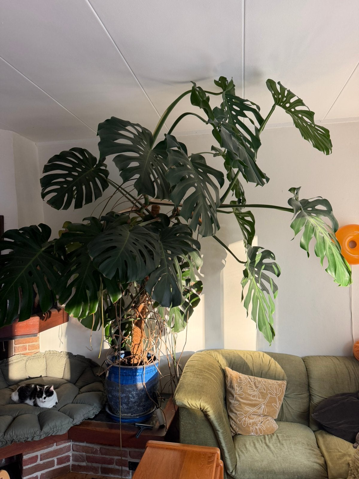 Mega monstera plant, gatenplant met grote bladeren, Ophalen, 200 cm of meer, Overige soorten, Halfschaduw