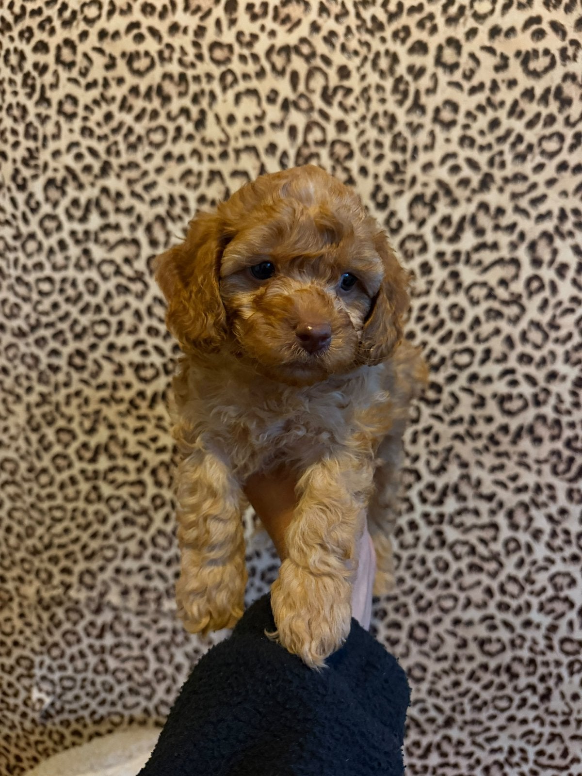 Maltipoo pups, maltipoo x toy poedel, Nederland, Overige rassen, CDV (hondenziekte), 8 tot 15 weken