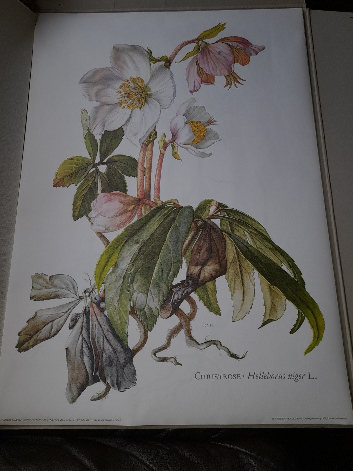 vintage oude schoolplaten giftige planten jaren 70, Antiek en Kunst, Antiek | Schoolplaten, Ophalen, Geschiedenis