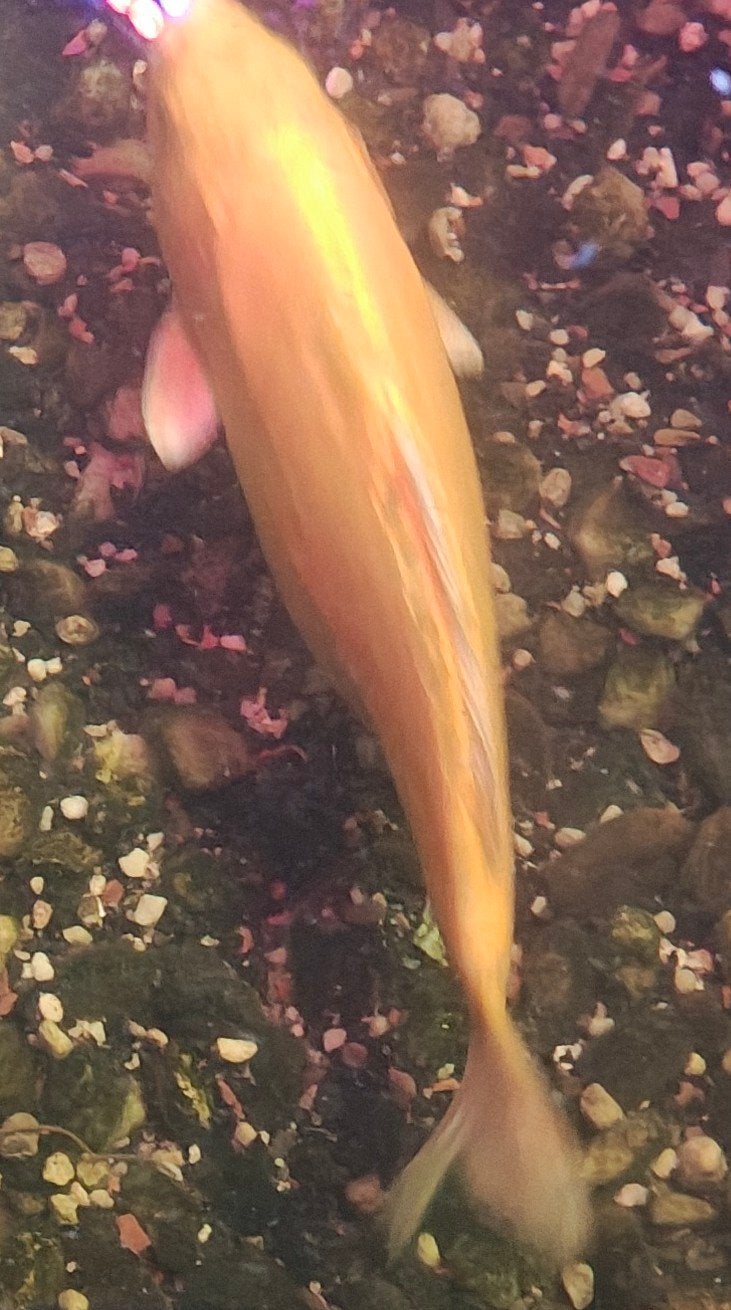 vijver vissen aangeboden, Karper of Koi
