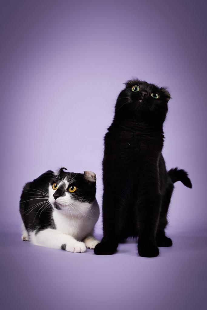 Prachtige lieve poezen | aanhankelijk | American curl, Dieren en Toebehoren, Katten en Kittens | Overige Katten, Poes