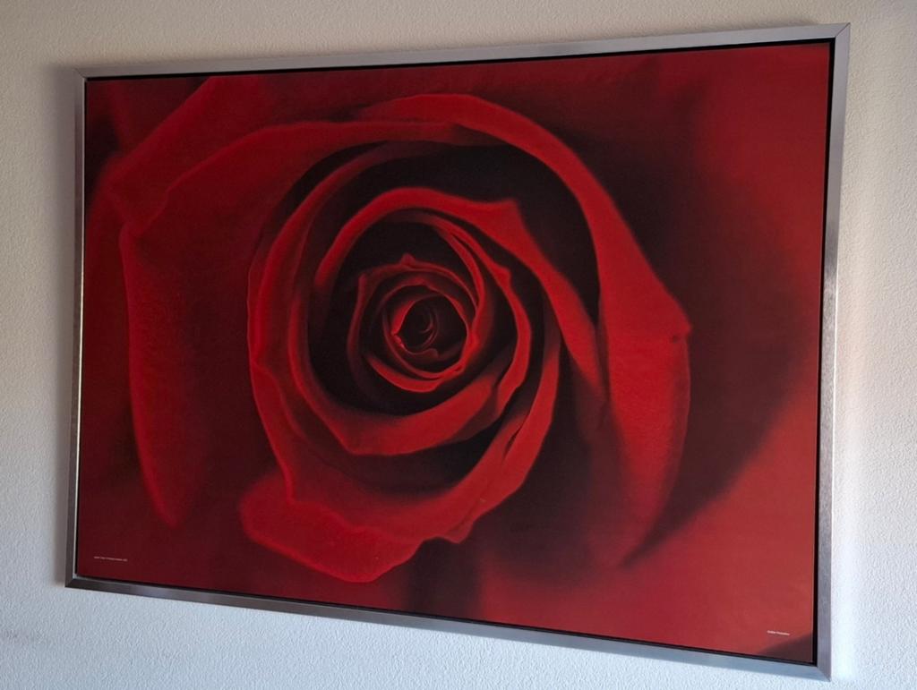 Ikea Rode Roos Canvas Schilderij 140x100 cm, Ophalen, Gebruikt, 125 cm of meer, Schilderij