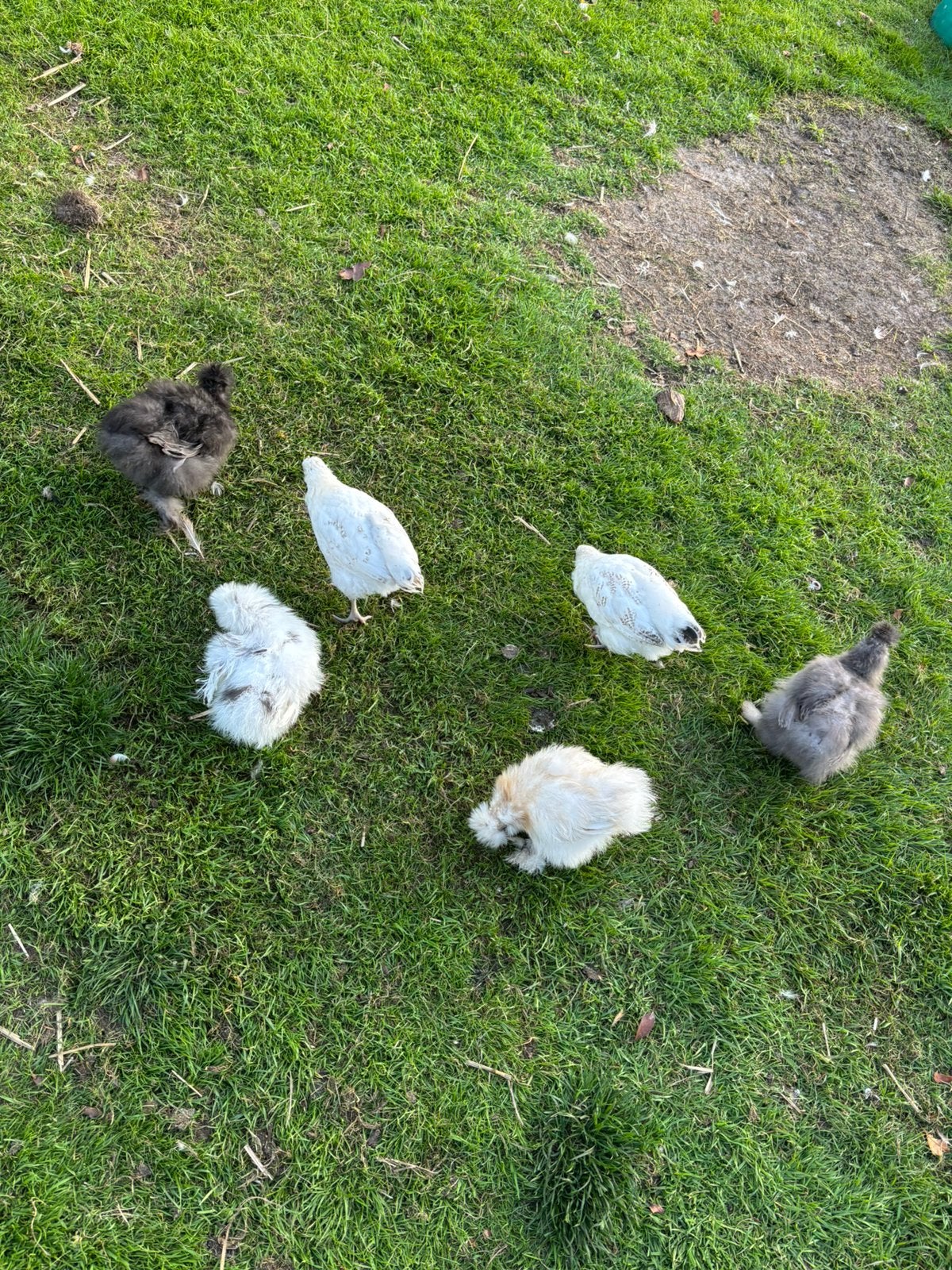 Showgirl Zijdehoen is een unieke variant, Dieren en Toebehoren, Meerdere dieren, Kip