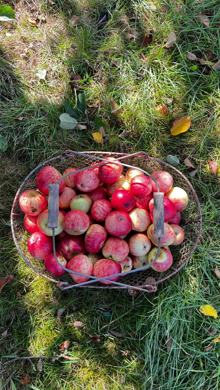 Fruit appels, Groninger Kroon en Zoete Bloemée, biologisch, Diversen, Ophalen