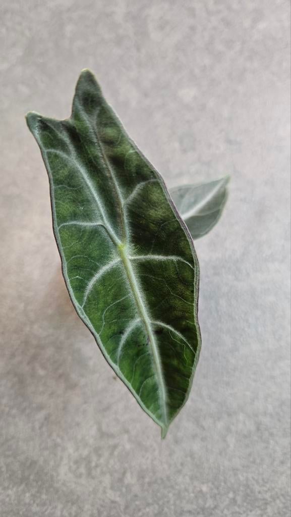 Alocasia Longiloba Purple, Ophalen of Verzenden, Halfschaduw, Minder dan 100 cm