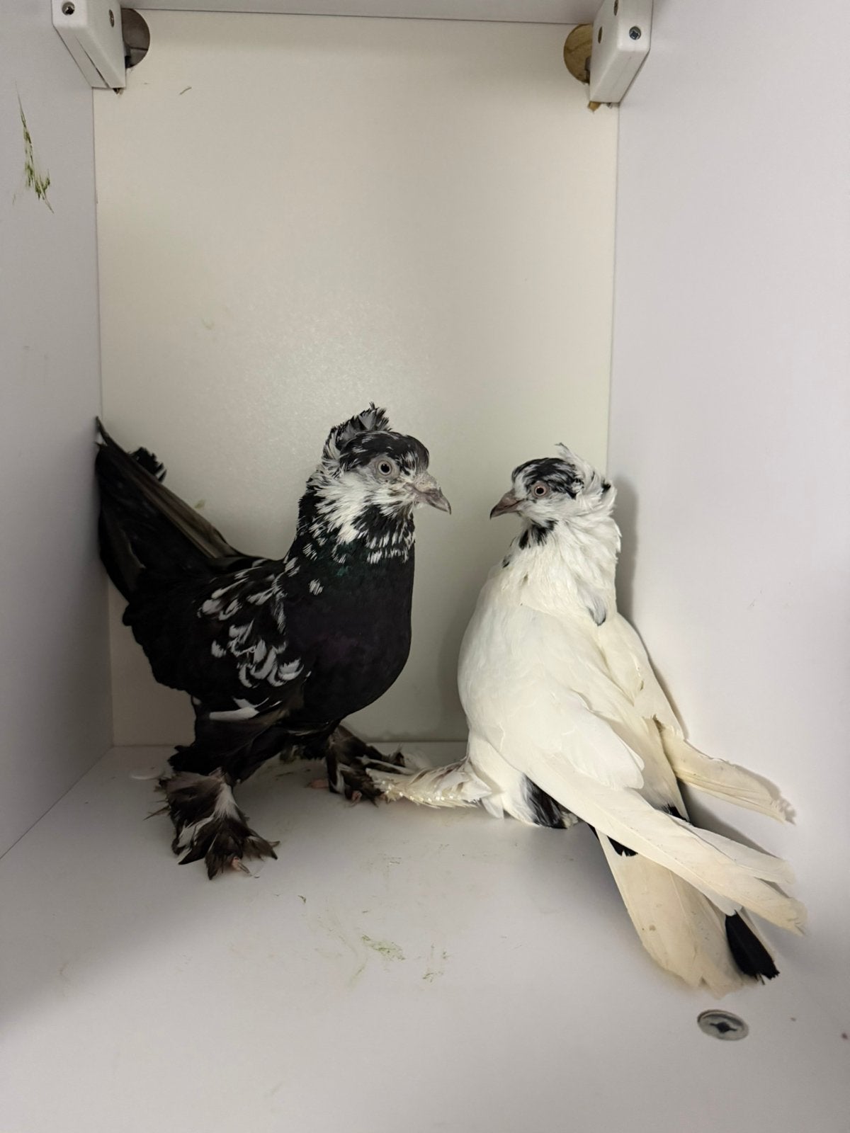 Koppel uzbeken, Meerdere dieren