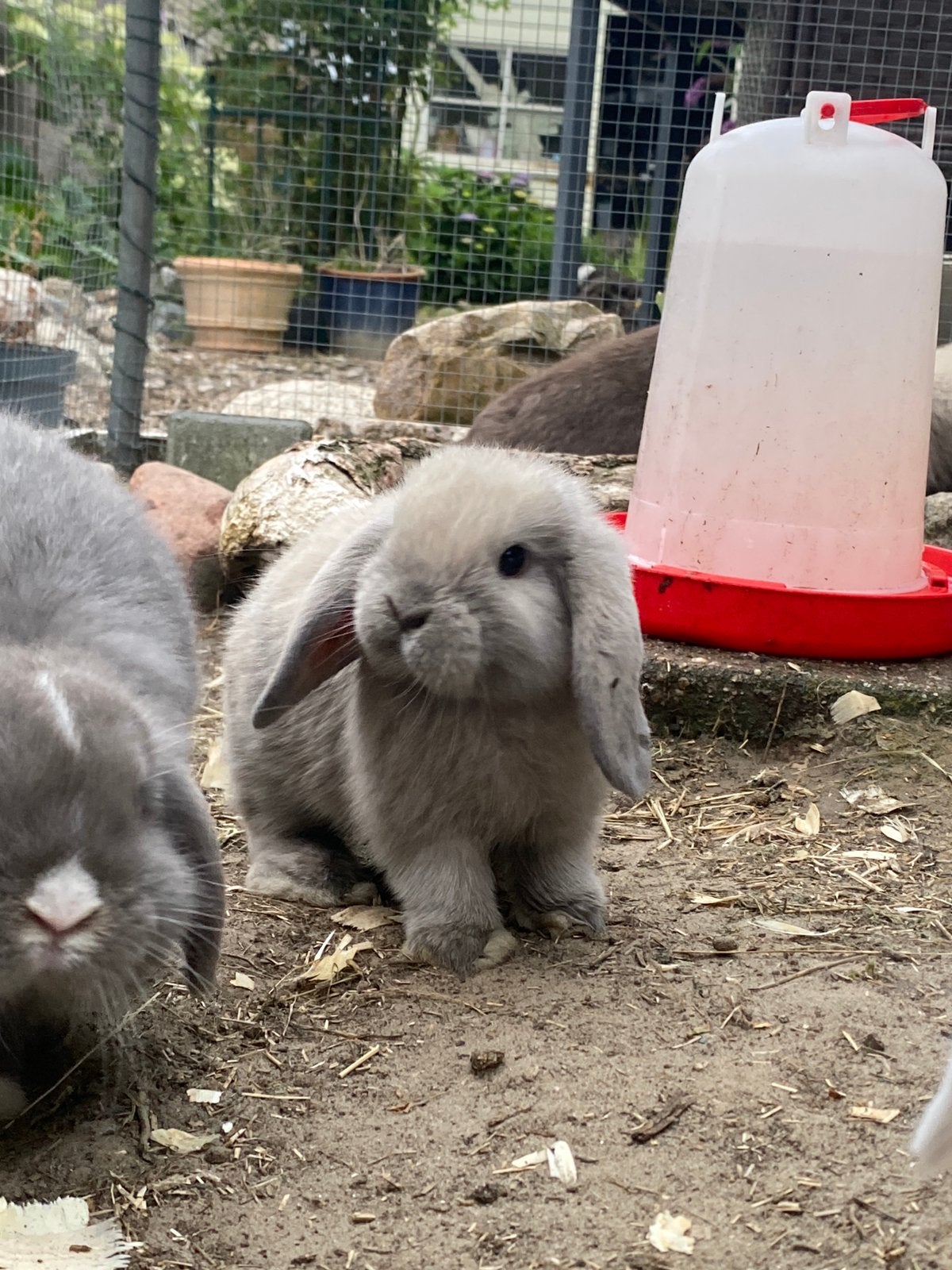 Super lief gecastreerd minilop rammetje, Dieren en Toebehoren, Mannelijk, Dwerg, Hangoor, 0 tot 2 jaar