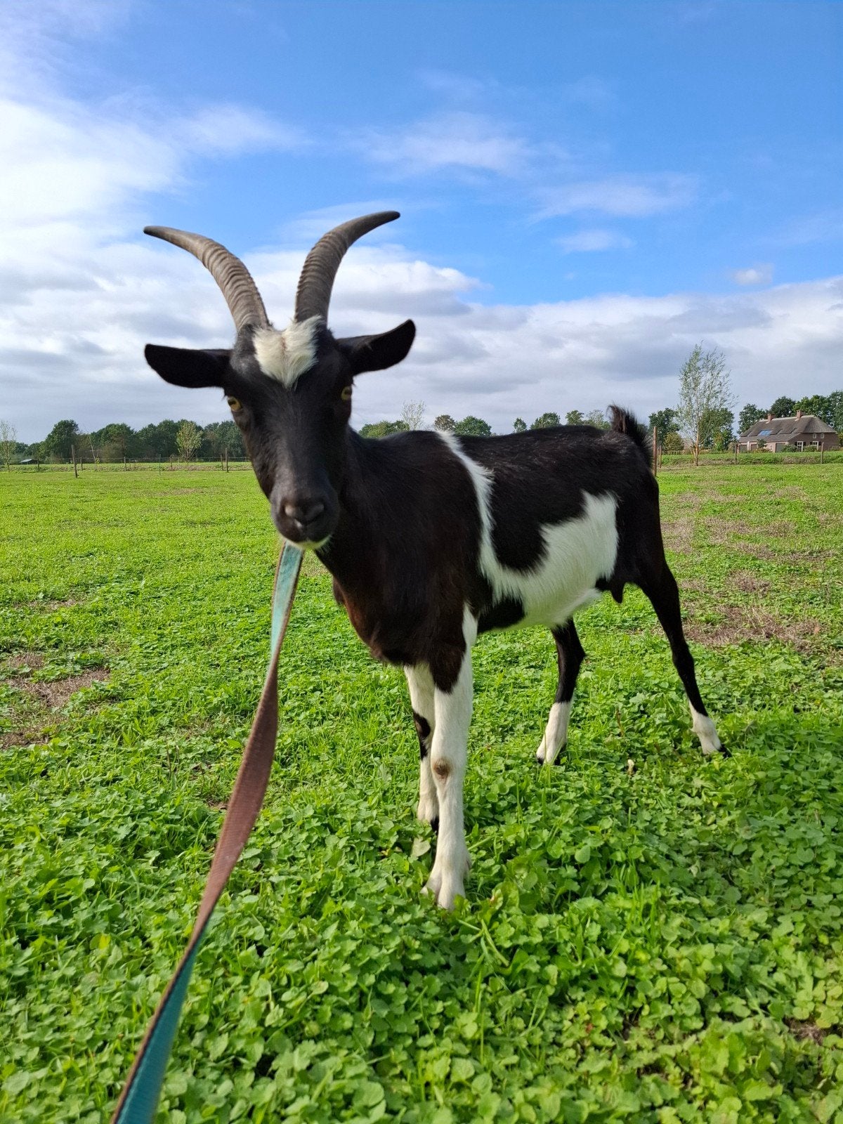 zwart bonte melkgeit, Dieren en Toebehoren, Vrouwelijk, Geit, 0 tot 2 jaar