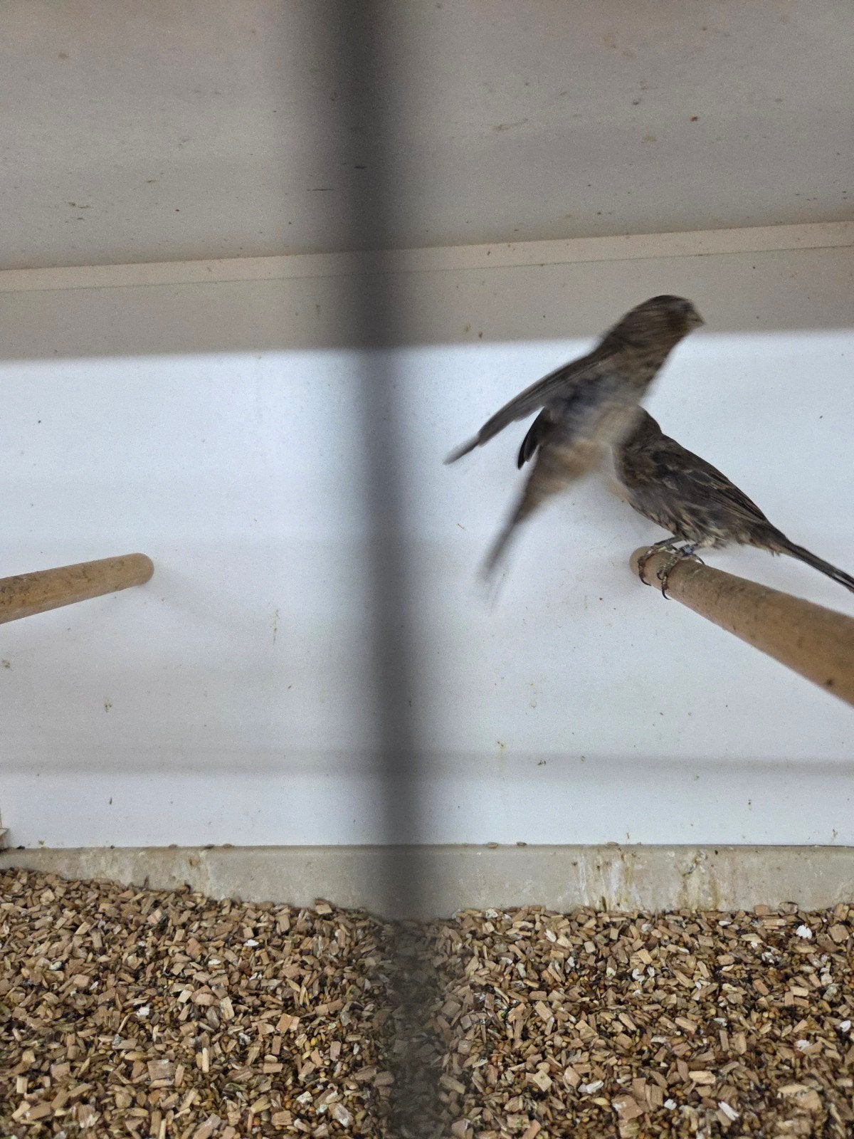 mexicaanse roodmussen, Meerdere dieren