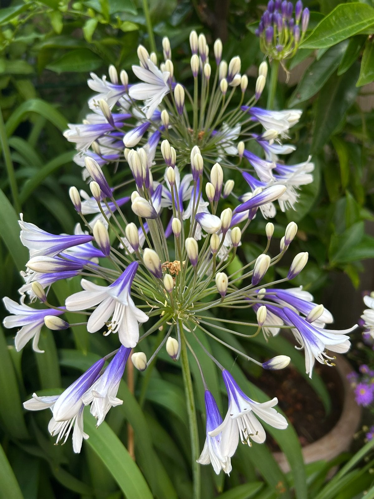 Kuipplanten oa 4 verschillende Agapanthus Boomvaren Laurier, Volle zon, Vaste plant, Zomer, Ophalen