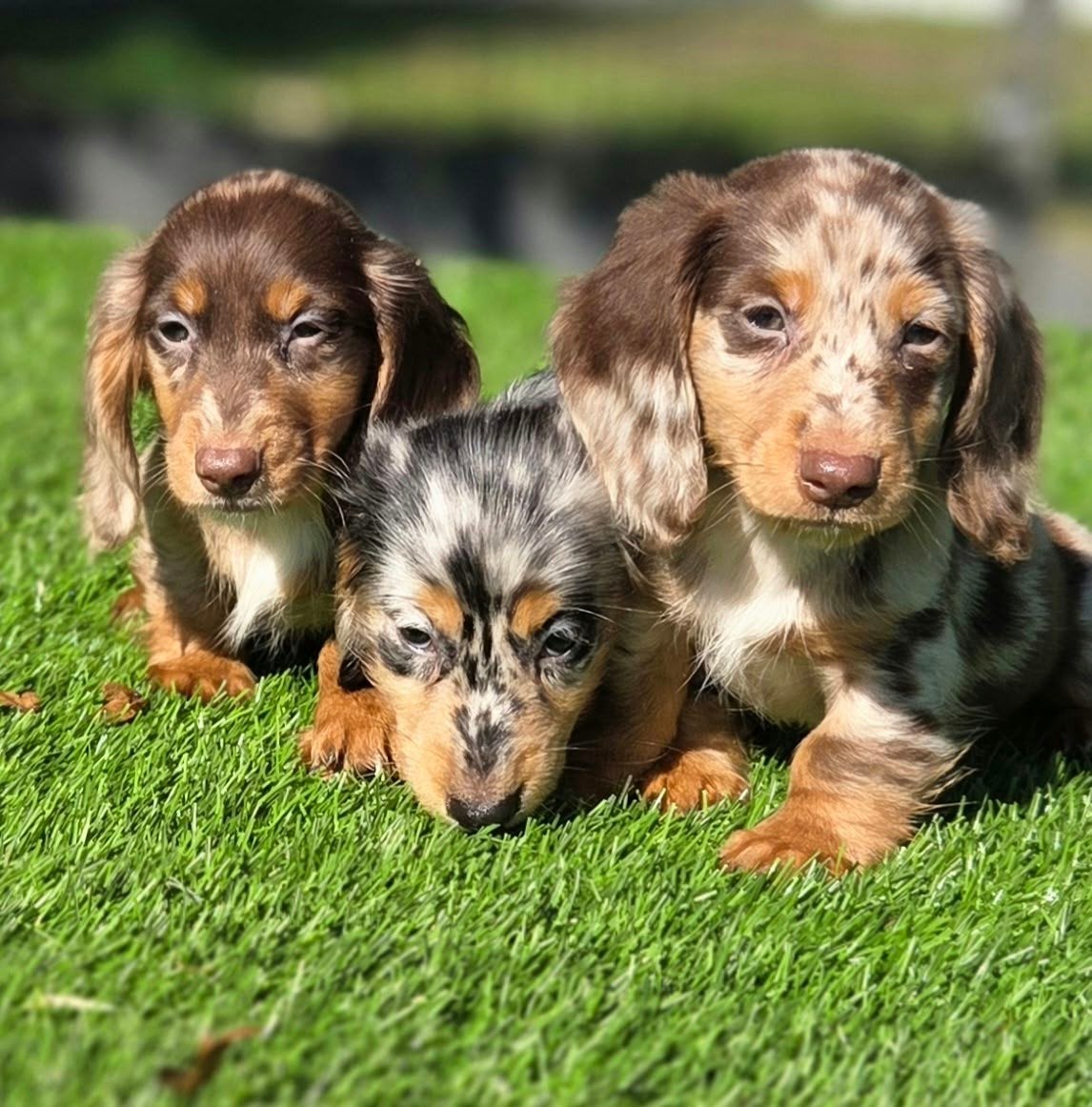 Merle & choco merle  langharige Dwergteckel pups, Nederland, CDV (hondenziekte), 8 tot 15 weken, Dwerg