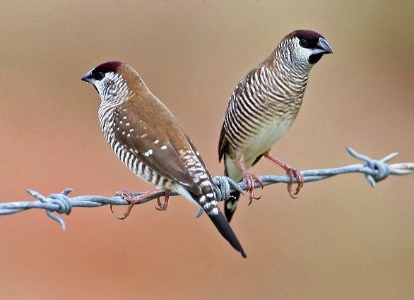 Nieuw binnen  ceres amedines bij Vogelspeciaalzaak De Toekan, Dieren en Toebehoren, Meerdere dieren, Tropenvogel, Geringd