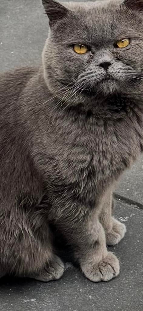 Exclusieve Dekkat – Ramo (Topkwaliteit), Kater