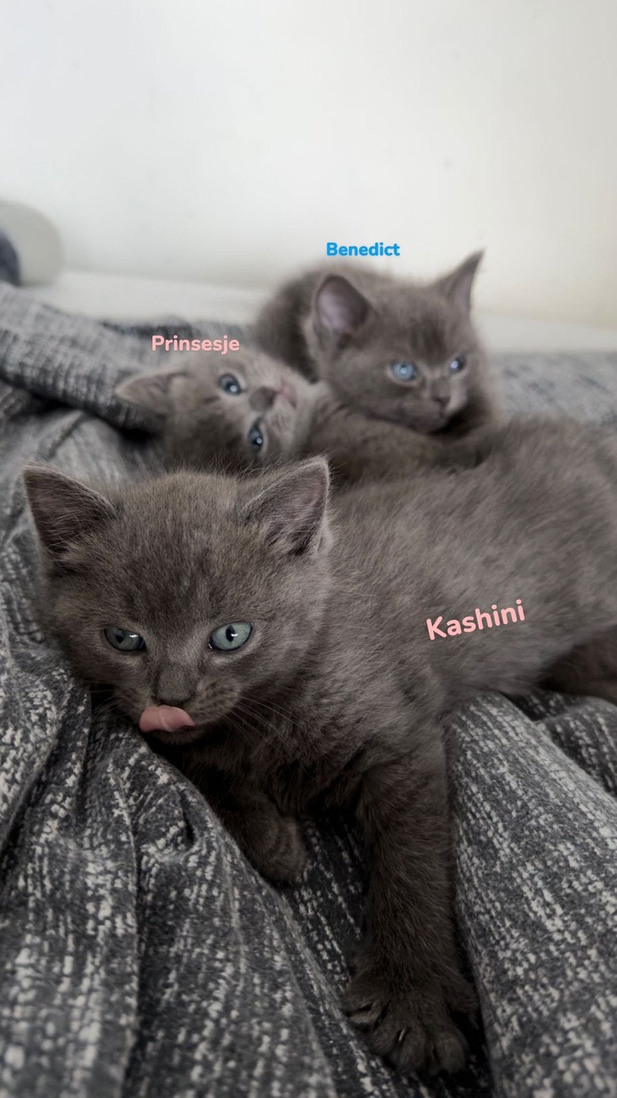 Ragdoll x Britse Korthaar kittens mogen verhuizen, Ontwormd, 0 tot 2 jaar