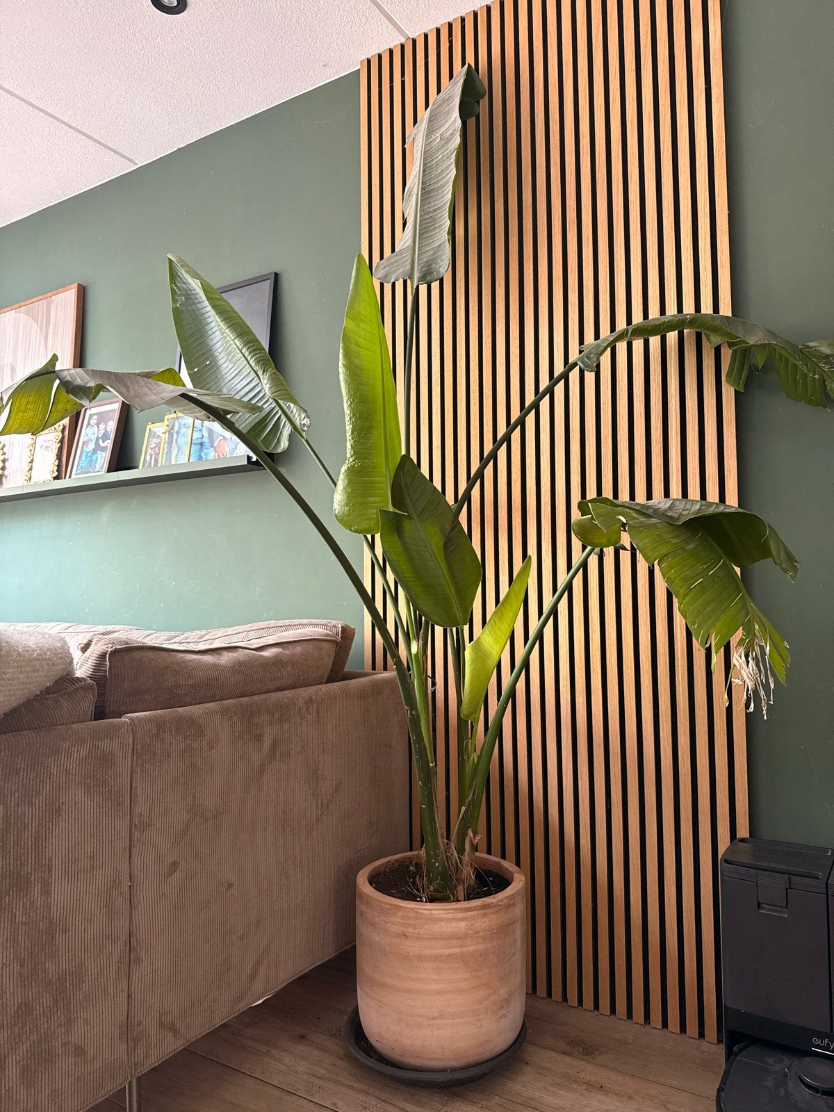 Strelitzia Nicolai met terracotta bloempot en onderzet, Huis en Inrichting, Ophalen, 200 cm of meer, Overige soorten, Halfschaduw