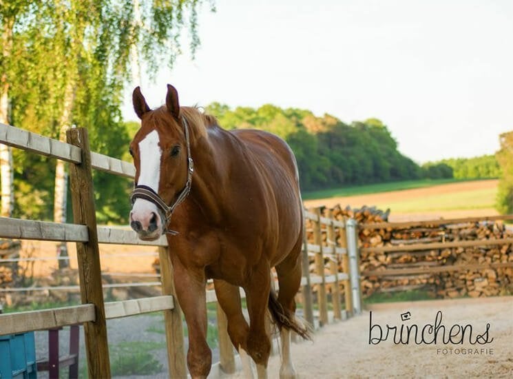 18. Omheining | paardenbak | paddock omheining, Weidegang, 4 paarden of pony's of meer