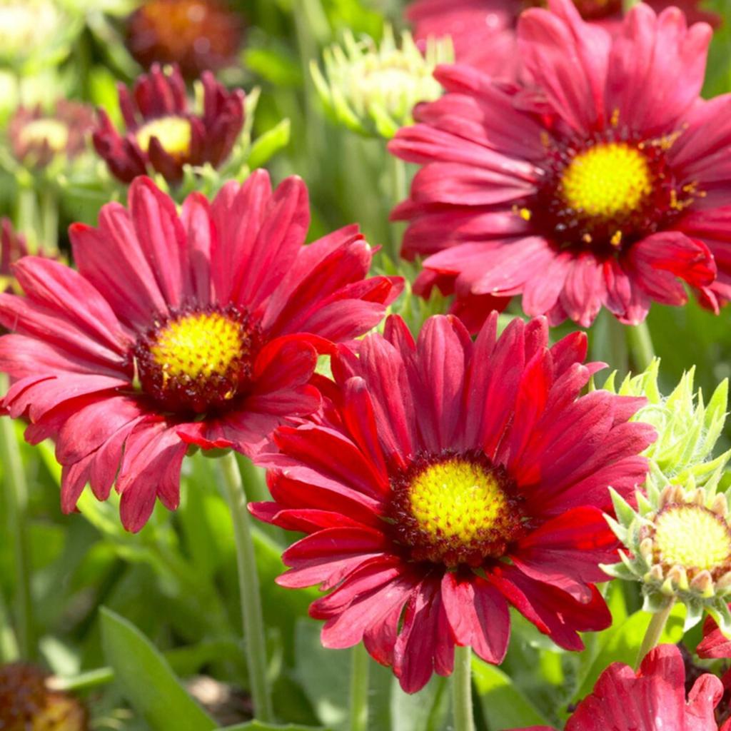 stekjes vaste planten vanaf € 1,00, Tuin en Terras, Planten | Tuinplanten, Ophalen, Vaste plant, Overige soorten, Volle zon