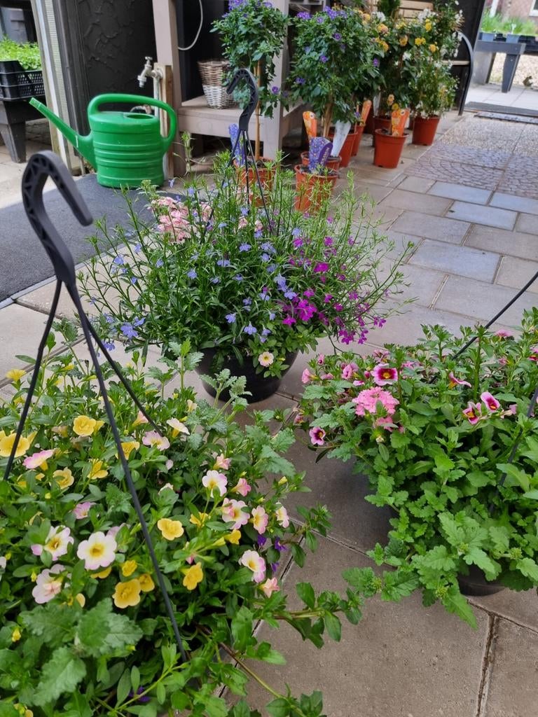 Hanging basket, Ophalen of Verzenden, Overige soorten, Volle zon