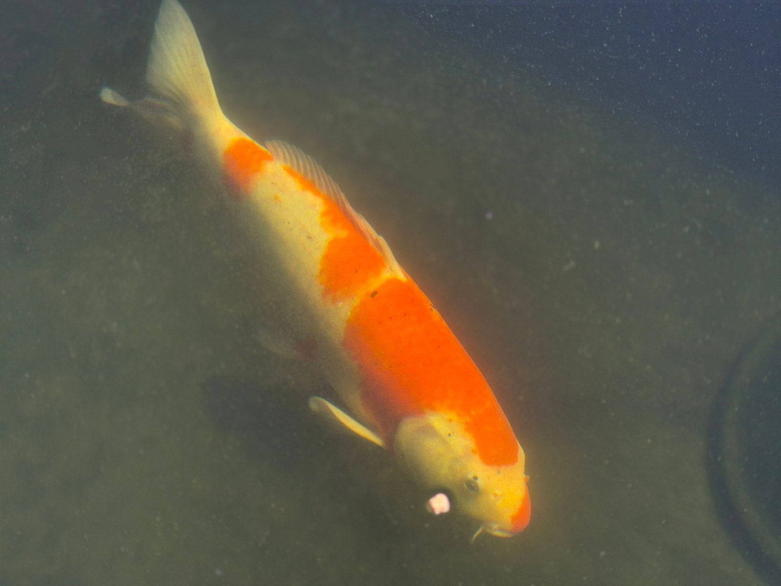 koi karper, Dieren en Toebehoren, Karper of Koi