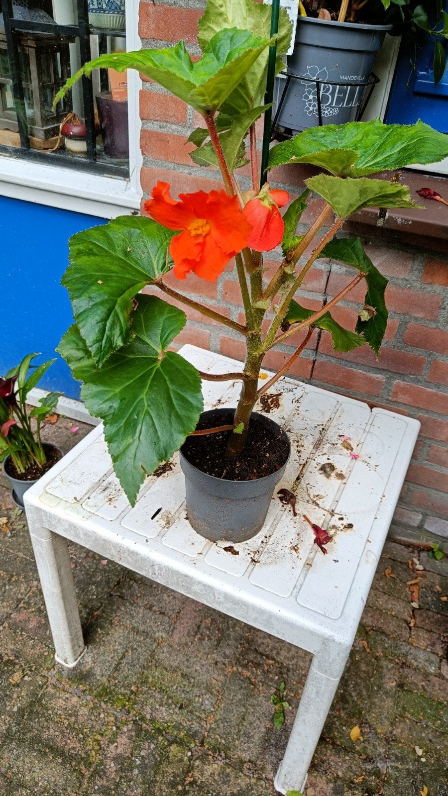 Prachtige Begonia met Oranje Bloemen, Tuin en Terras, Eenjarig, Halfschaduw, Zomer, Ophalen