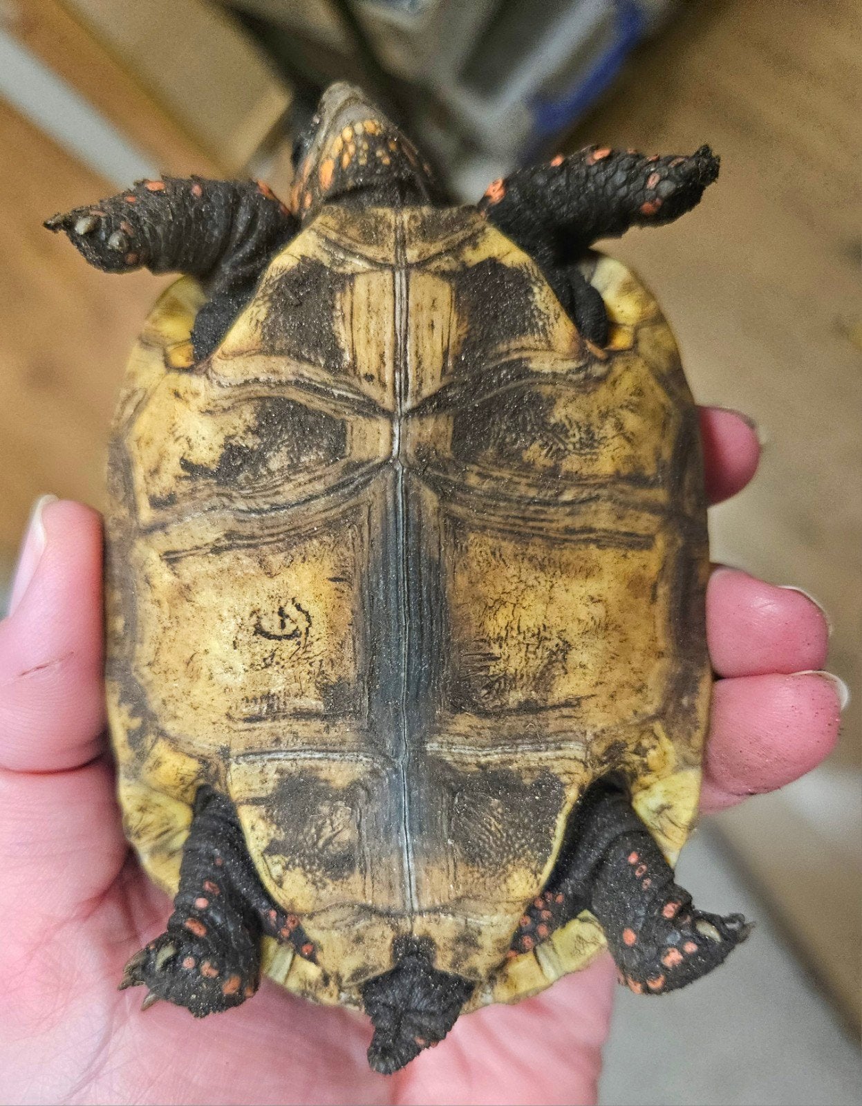 Kolenbranderschildpad – Chelonoidis carbonarius – nk 2025 Tortoise photo 13