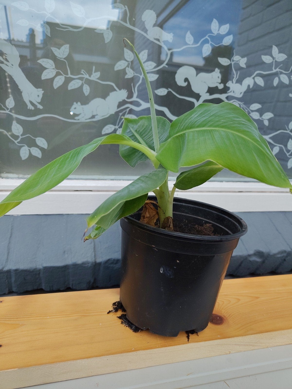 mooie bananenplant, Ophalen, Halfschaduw, Minder dan 100 cm