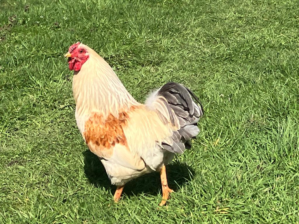 Haan Wyandotte kriel, Dieren en Toebehoren, Pluimvee, Mannelijk, Kip