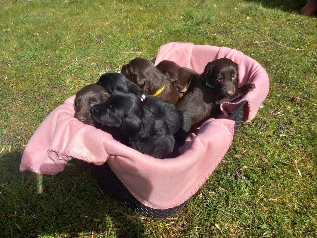Flatcoated retriever pups, Dieren en Toebehoren, Honden | Jack Russells en Terriërs, 8 tot 15 weken, Meerdere, Meerdere dieren