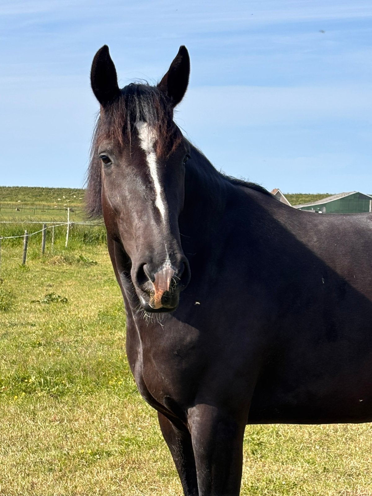 knappe jonge merrie met een interessante afstamming., Merrie, Met stamboom, Dressuurpaard, 3 tot 6 jaar