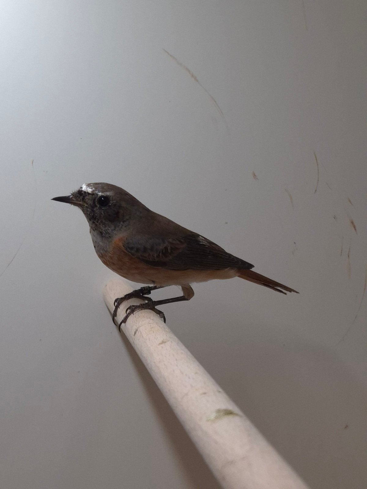 1-0 Gekraagde roodstaart, Dieren en Toebehoren, Mannelijk, Wildzangvogel, Geringd