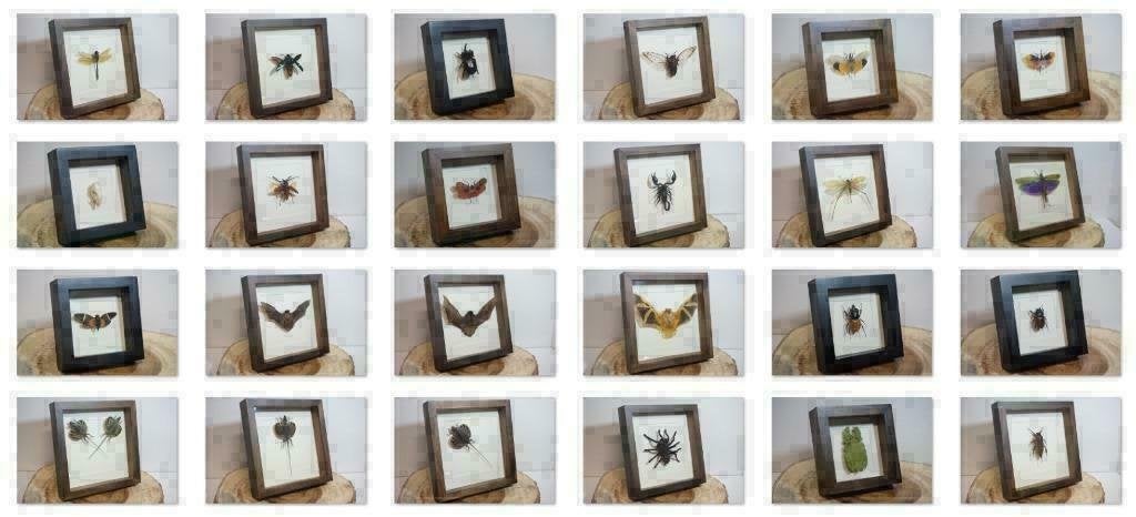 Padden skelet in luxe lijst, Ophalen of Verzenden, Nieuw, Reptiel of Amfibie, Schedel