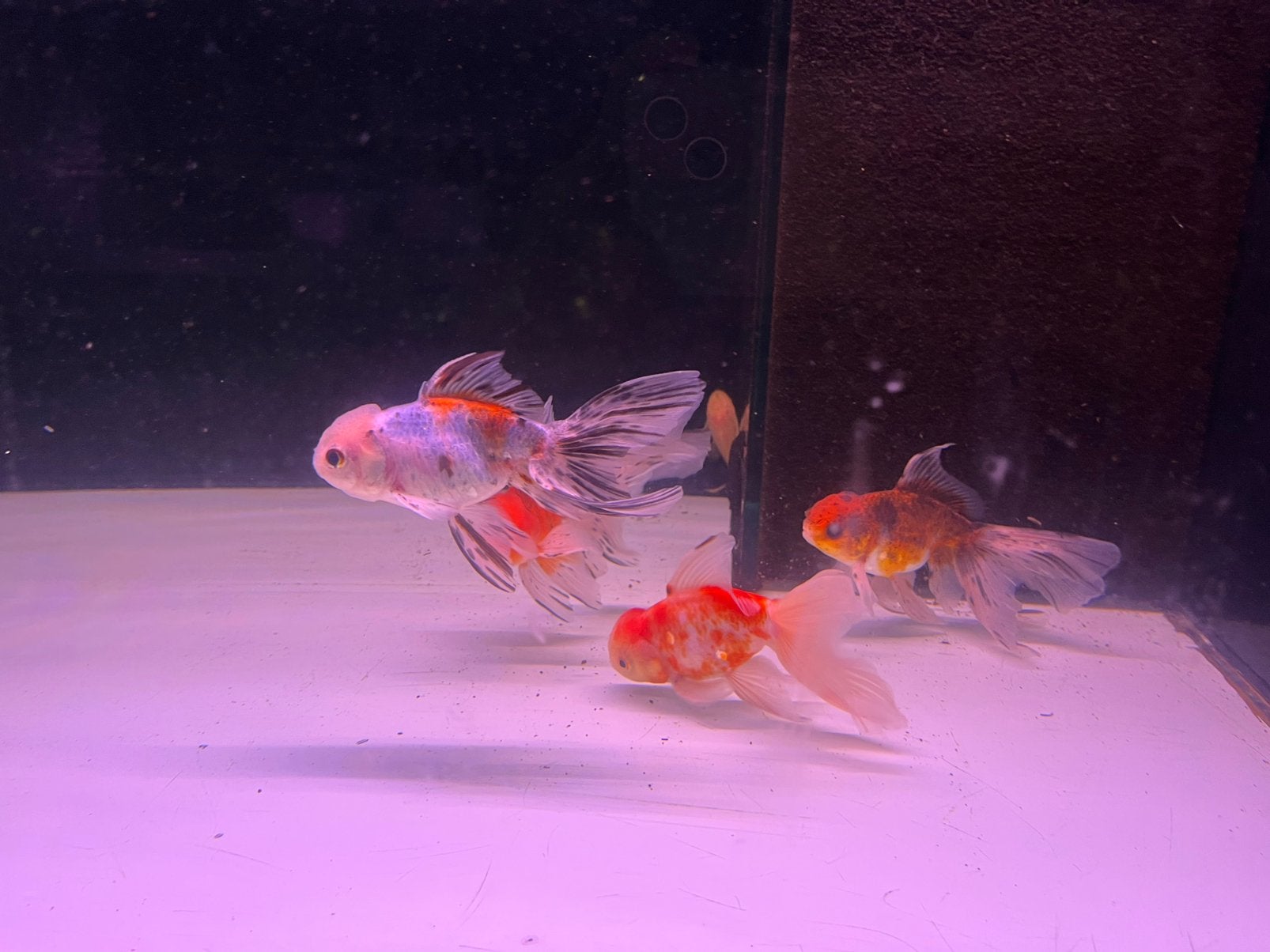 Leewenkop Calico goudvis, Dieren en Toebehoren, Vis