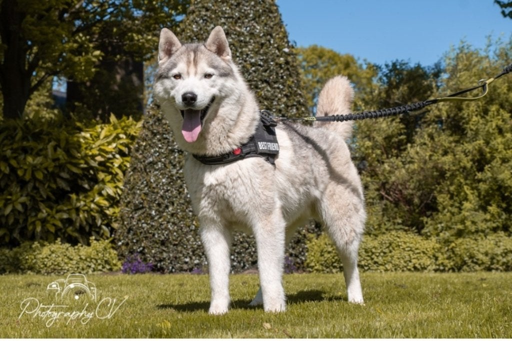 Siberian Husky FCI Dekreu, Reu, Eén hond, 3 tot 5 jaar, Nederland