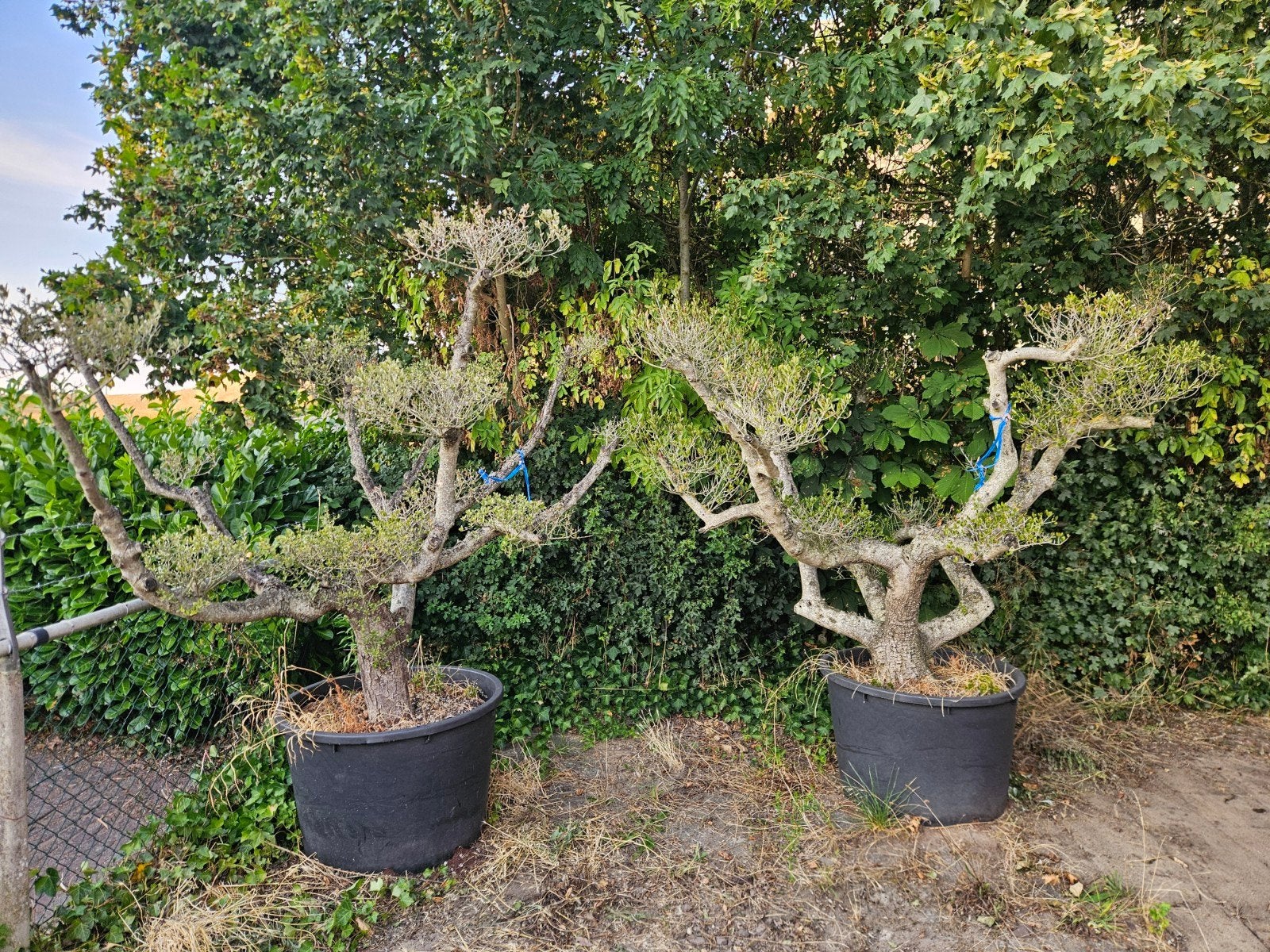 2 plato olijfbomen, Ophalen, 100 tot 250 cm, Overige soorten