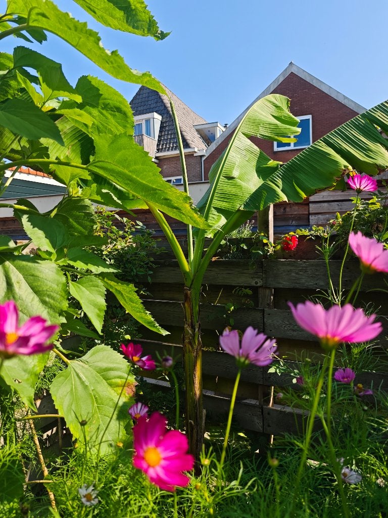Winterharde banaan, Vaste plant, Bloeit niet, Halfschaduw, Ophalen