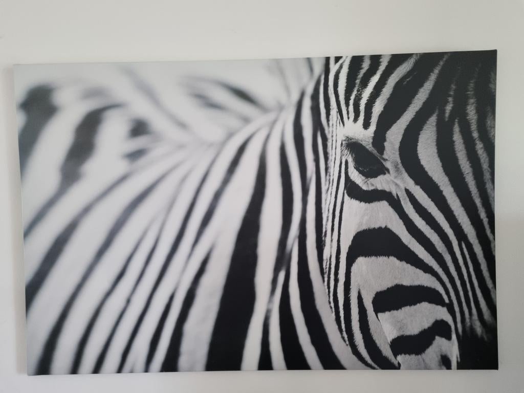 Grote poster van een zebra 117x78 cm, Gebruikt, Ophalen of Verzenden, 75 tot 100 cm, Foto of Poster