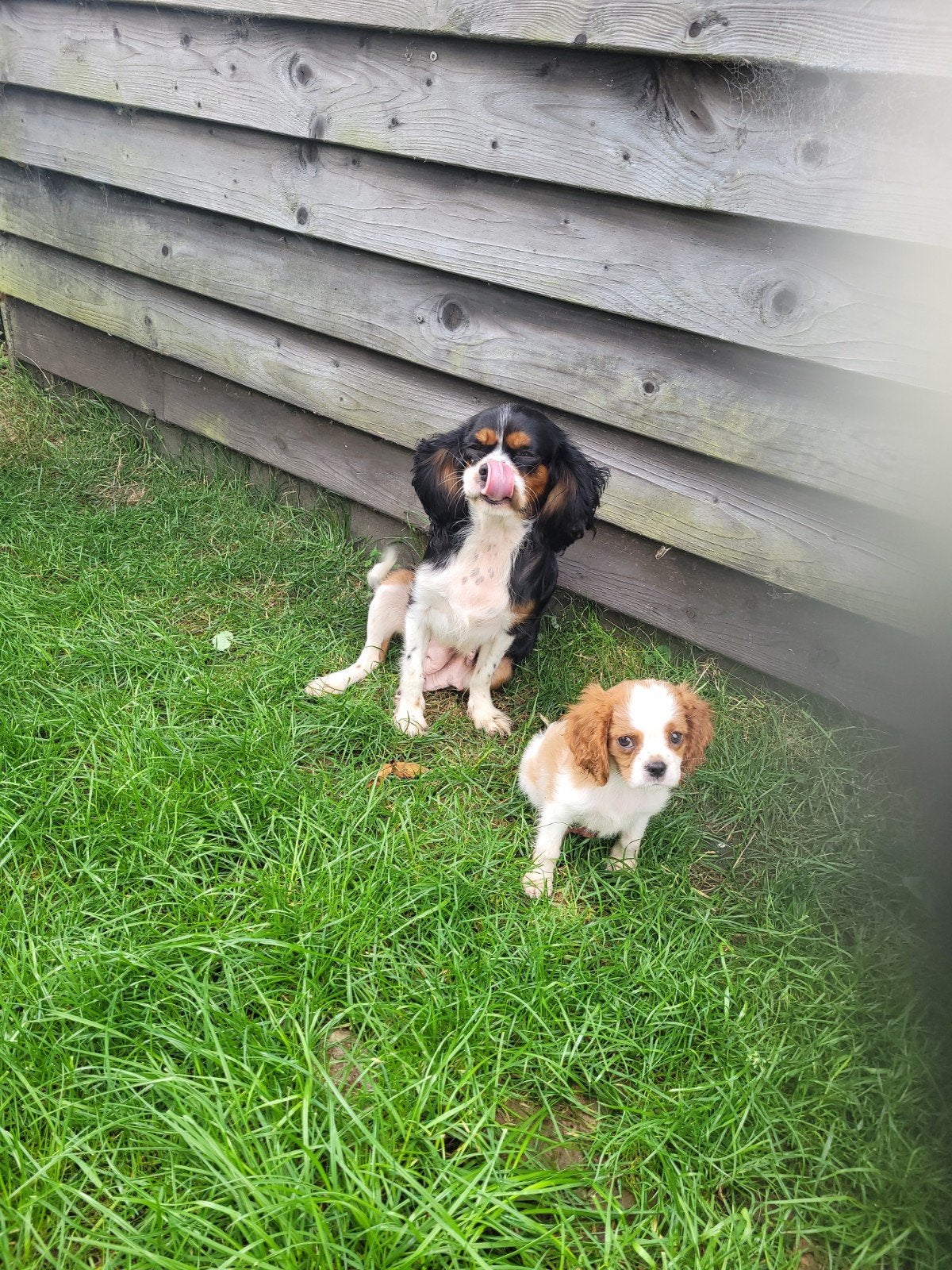 Nog 2 raszuivere cavelier King charles spaniel puppies, Dieren en Toebehoren, Overige rassen, 8 tot 15 weken, Meerdere, Meerdere dieren