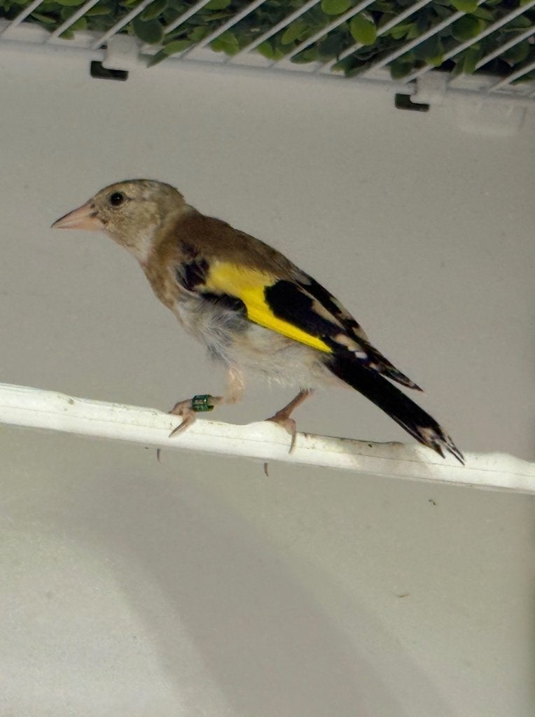 Intermediaire putter (Majoor  Parva), Geslacht onbekend, Kleurkanarie