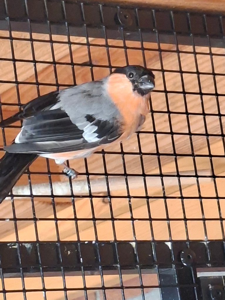 Koppel goudvinken, Dieren en Toebehoren, Meerdere dieren, Wildzangvogel