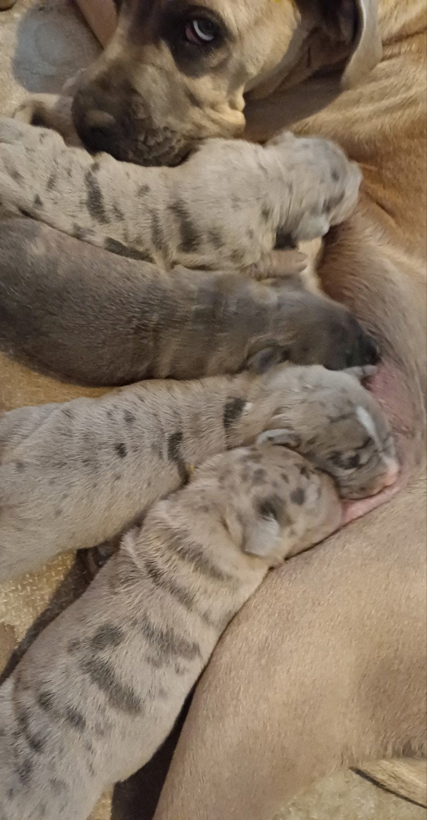 Cane corso pups blauw / isabel merle / merle american bully, Parvo, Overige rassen, 8 tot 15 weken, Meerdere