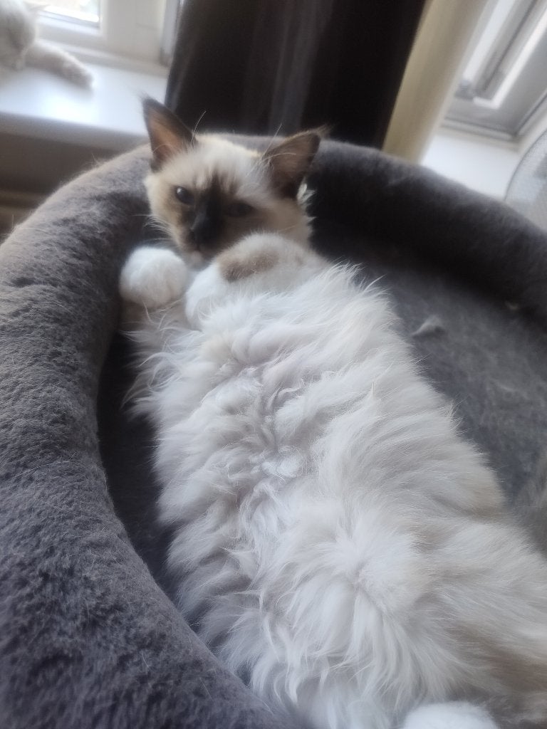 Heilige birmaan kittens, Dieren en Toebehoren, Meerdere dieren, Gechipt, 0 tot 2 jaar